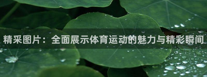 哈哈体育：精采图片：全面展示体育运动的魅力与精彩瞬间